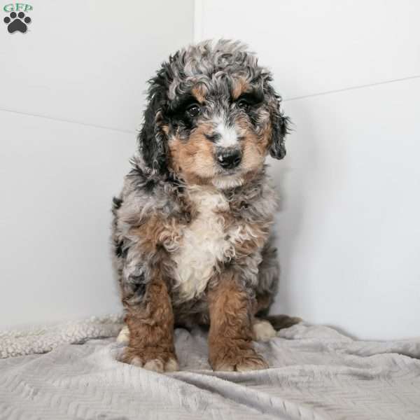 Lady, Mini Bernedoodle Puppy